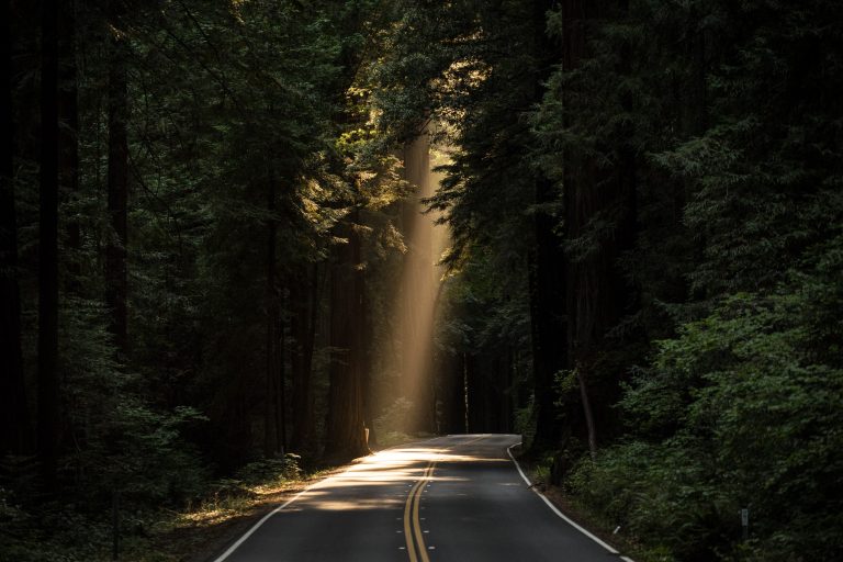 Straße, die durch einen Wald verläuft